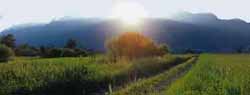 The fertile fields of Ruggell